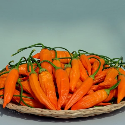 Picture of Havana Gold Chilli Pepper